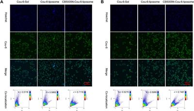 Nuclear Targeted Peptide Combined With Gambogic Acid for Synergistic Treatment of Breast Cancer